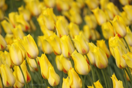 yellow tulips の素材