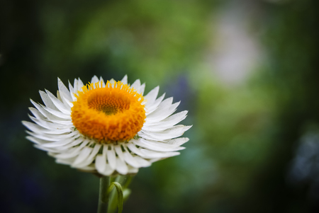 Bloomingの写真素材