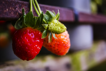 Strawberriesの写真素材