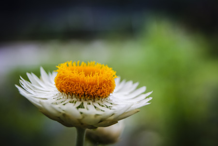 Bloomingの写真素材
