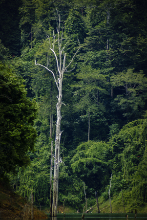 Tall tree in forestの写真素材