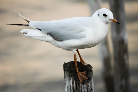 Seagull at mangrove forest 