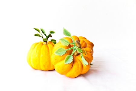 The small pumpkin for Chinese New Year の写真素材