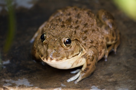Toad brown reptile in the garden