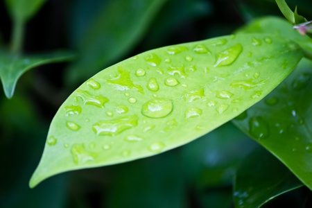 Green leaf and raindrop in the garden