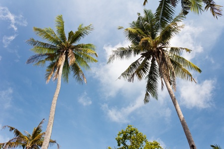Coconut tree near seashore in thailand