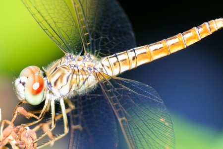 Dragonfly close up in the gardenの写真素材