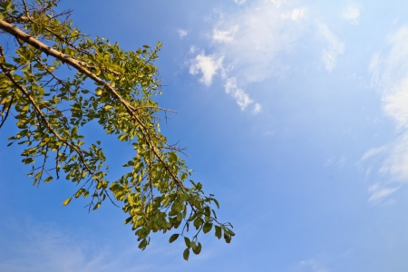 Tree and skyの写真素材