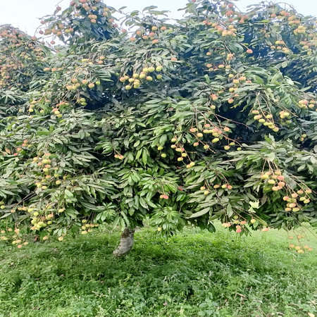 Ripe lychee fruit on tree in orchard. Exotic fruit.の写真素材