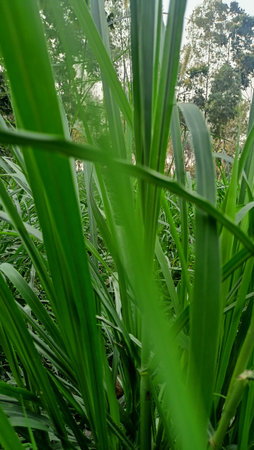 Close-up of sugarcane plant in the field, stock photoの写真素材