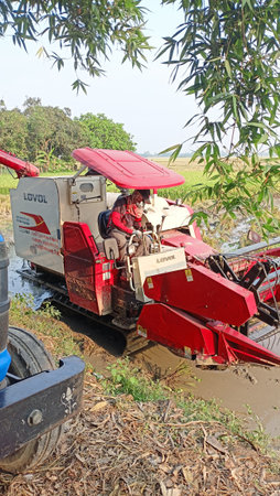 Unidentified farmer use tractor to harvest rice in Pattaya, Thailand.