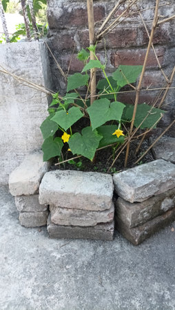 Cucumber plant with yellow flower growing in a concrete pot.の写真素材