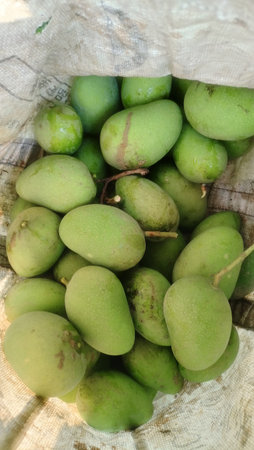 Mango fruit at street food in Thailand. Mango is a popular fruit in Thailand.の写真素材
