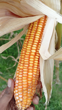 Ripe corn in the field, closeup of ears of cornの写真素材
