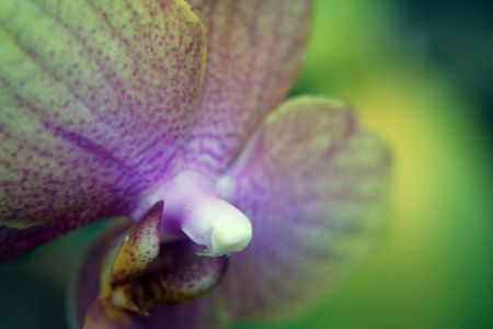 Macro orchidの写真素材