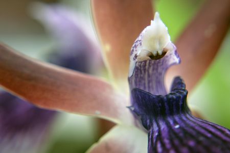 Macro orchid - Zygopetalum Louisendorfの写真素材