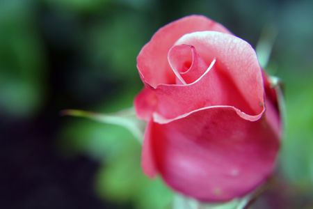 Beautiful abstract photograph of a  pink rose