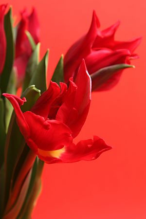 Brightly red tulips on red backgroundの写真素材