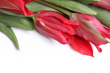 Brightly red tulips on white backgroundの写真素材