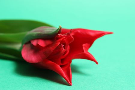 Brightly red tulips on green backgroundの写真素材