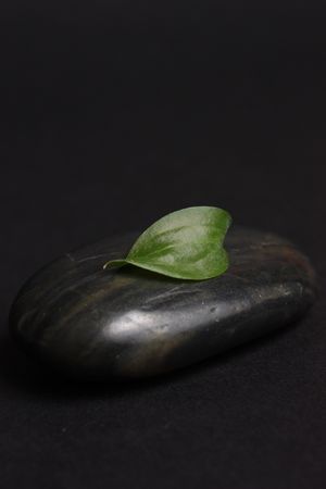 Small fresh green sheet and stones