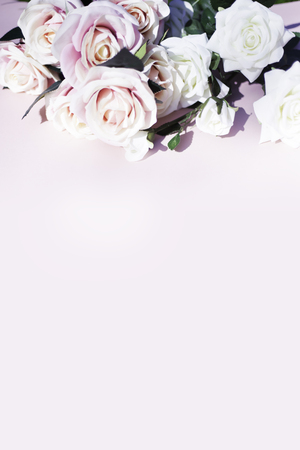Pink and white roses on pink backgroundの写真素材