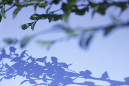 Green plant on blue backgroundの写真素材