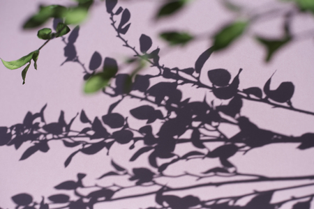 Green plant on pink backgroundの写真素材