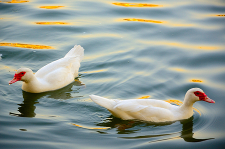 Duck in the waterの写真素材