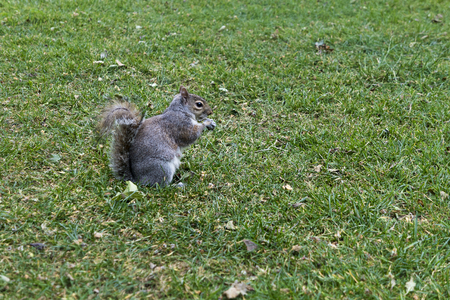 squirrelの写真素材