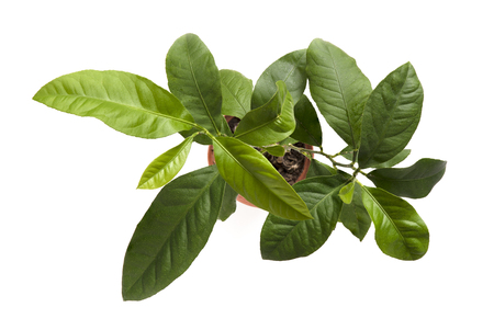 Decorative plant isolated on white backgroundの写真素材