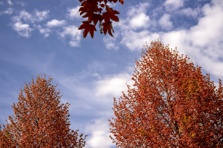 Red and orange autumn treesの写真素材
