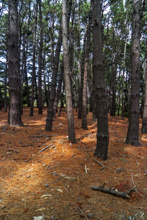 Pine forest and orange pricklesの写真素材