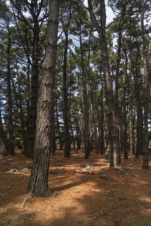 Pine forest and orange pricklesの写真素材