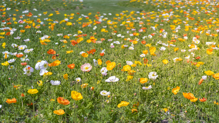 Island Poppy flowersの写真素材