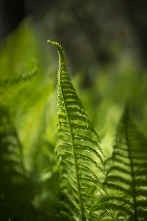 fern close upの写真素材
