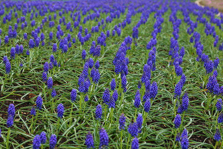 Lined Purple flowerの写真素材