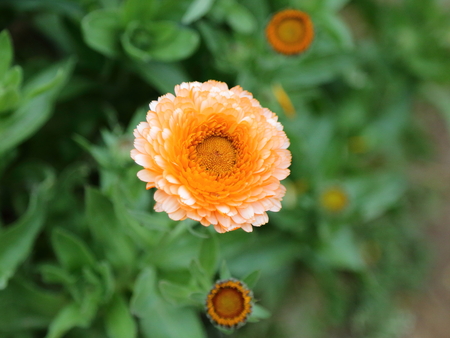 Orange flower along the walk wayの写真素材