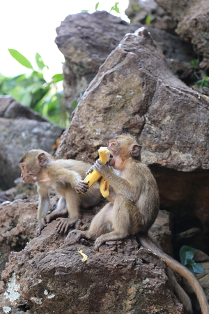 A monkey eating banana when another monkey trying to steal bananaの写真素材