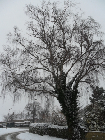 Old snowy treeの写真素材