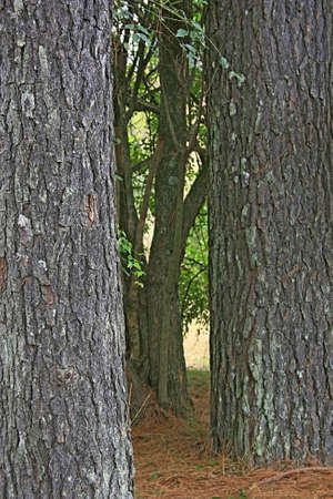 Picture of a path leading into the woods