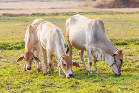 Cow eating grass on meadow in central of Thailandの写真素材