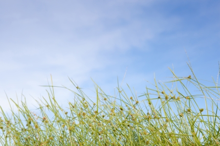 Beautiful Grass and Blue Sky in Sunny Day Afternoonの写真素材