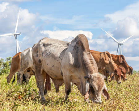 Group of farm cattle grazing on farmland with wind farm background, Korat province in Thailand.の写真素材