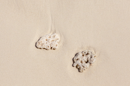 Small broken corals on the beachの写真素材