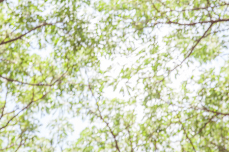 Blurred bokeh view from under tree to top in green forest.の写真素材