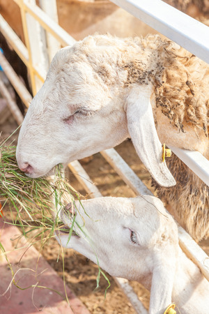 Sheep standing behind the fence stable in Farm.の写真素材