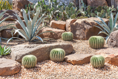 Cactus in botanical garden, model of desert garden.の写真素材