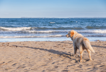 The dog is on a sandy beach overlooking tropical beach.の写真素材