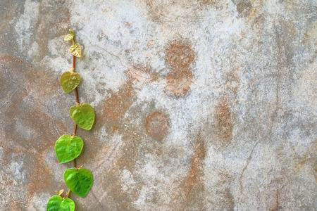 Chain of heart -shaped green leaves on exterior concrete wall background.